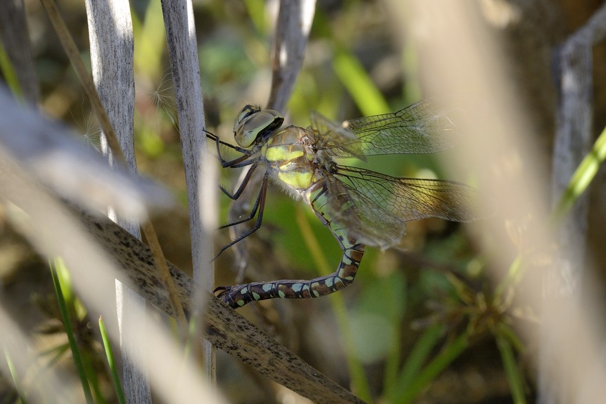 Aeshna mixta in deposizione